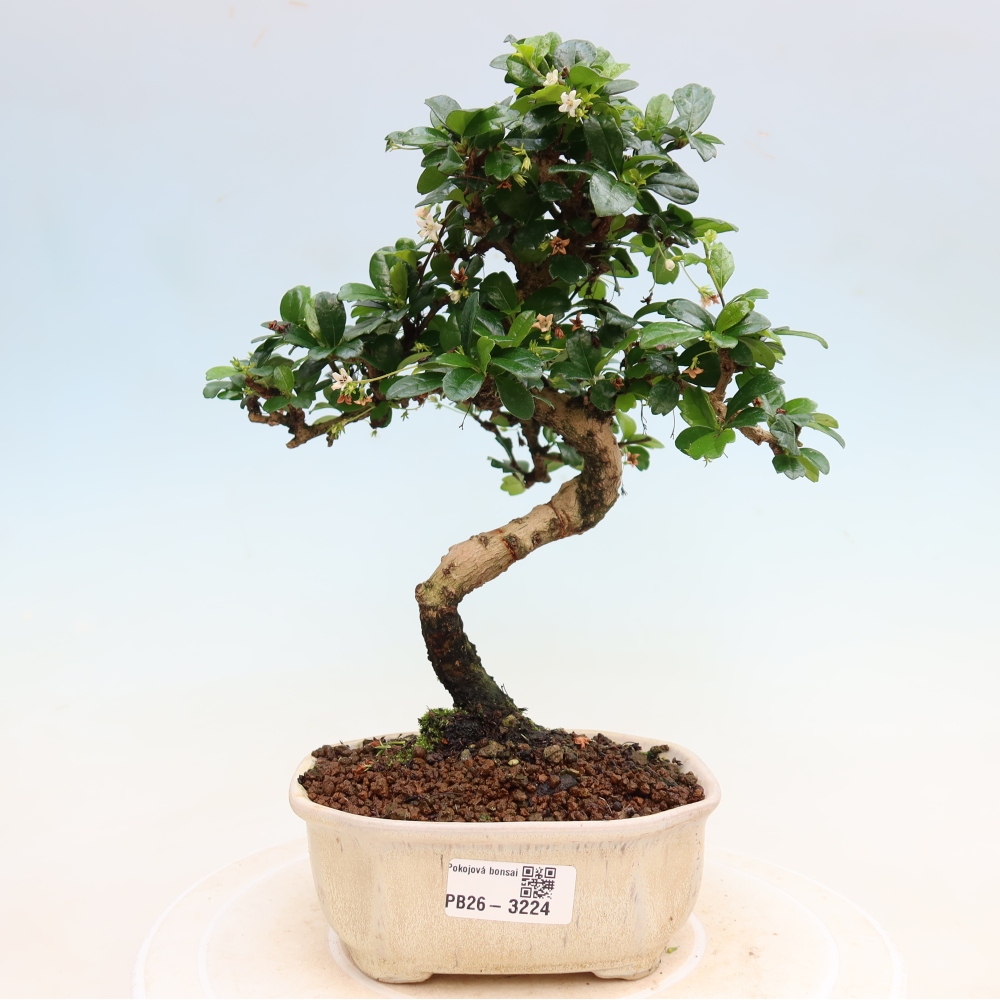 Bonsai pokojowe - Carmona macrophylla - Tea fuki