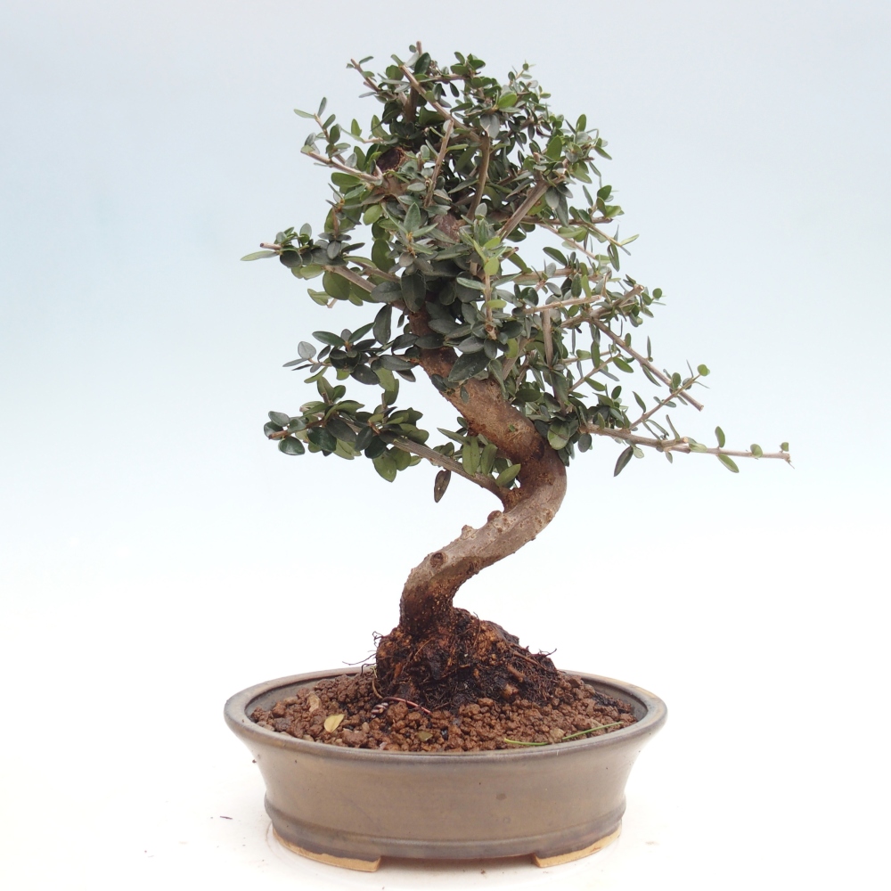 Bonsai do wnętrz - Olea europaea sylvestris