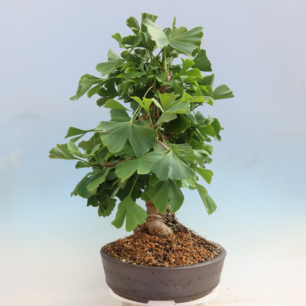 Outdoor bonsai - Ginkgo biloba - Miłorząb dwuklapowy