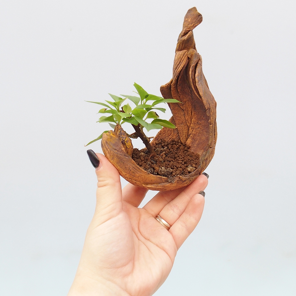 Pokój bonsai - Bouganwilea
