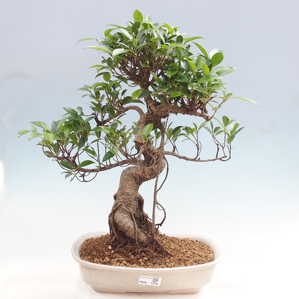 Pokój bonsai - Ficus kimmen - figowiec drobnolistny