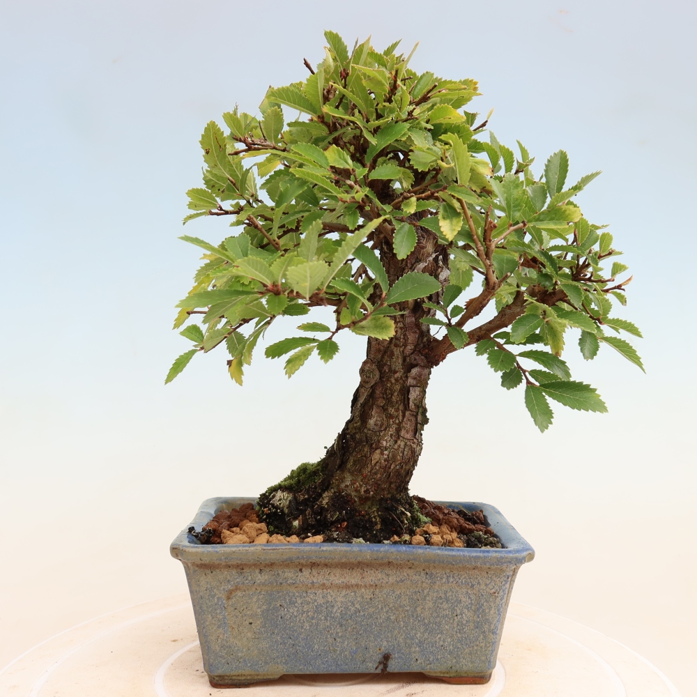 Bonsai zewnętrzne - Zelkova - Zelkova NIRE