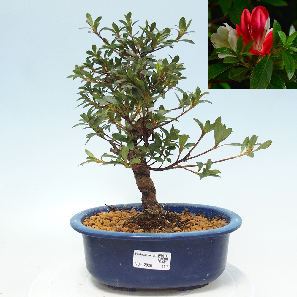 Bonsai zewnętrzne - Azalia japońska - Azalia Senhime