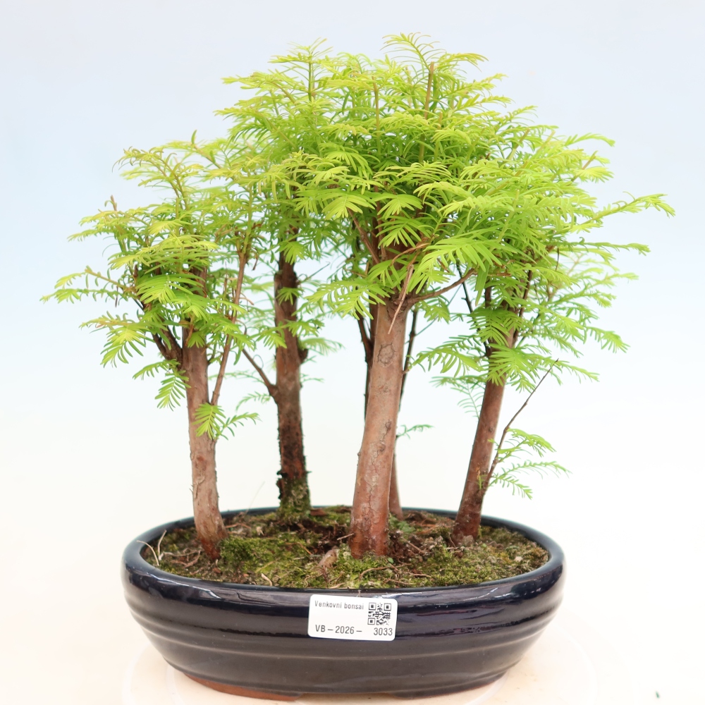 Bonsai ogrodowe – Metasequoia glyptostroboides – metasekwoja chińska – zagajnik