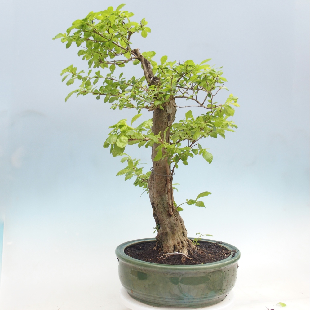 Bonsai pokojowe - Duranta erecta Aurea - WYŁĄCZNIE ODBIÓR OSOBISTY lub transport paletowy