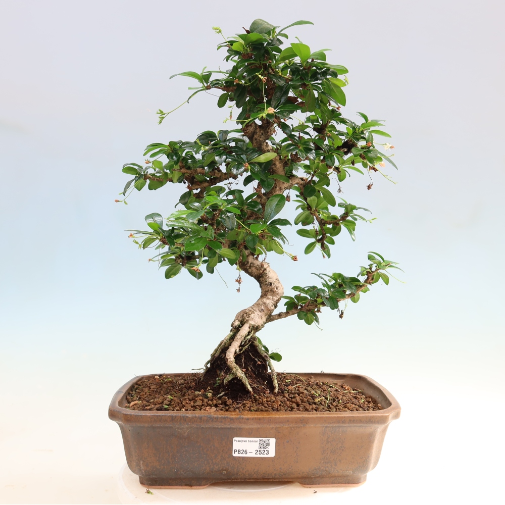 Bonsai pokojowe - Carmona macrophylla - Tea fuki