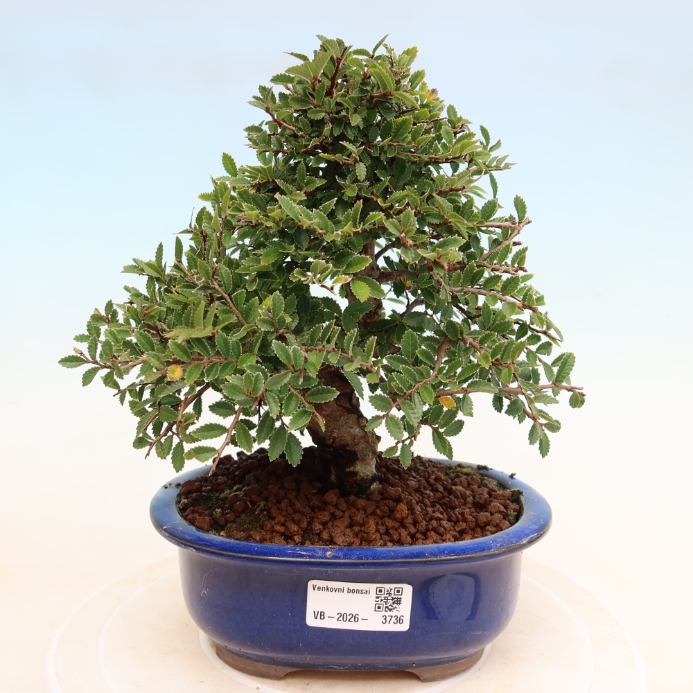 Bonsai zewnętrzne - Zelkova - Zelkova NIRE