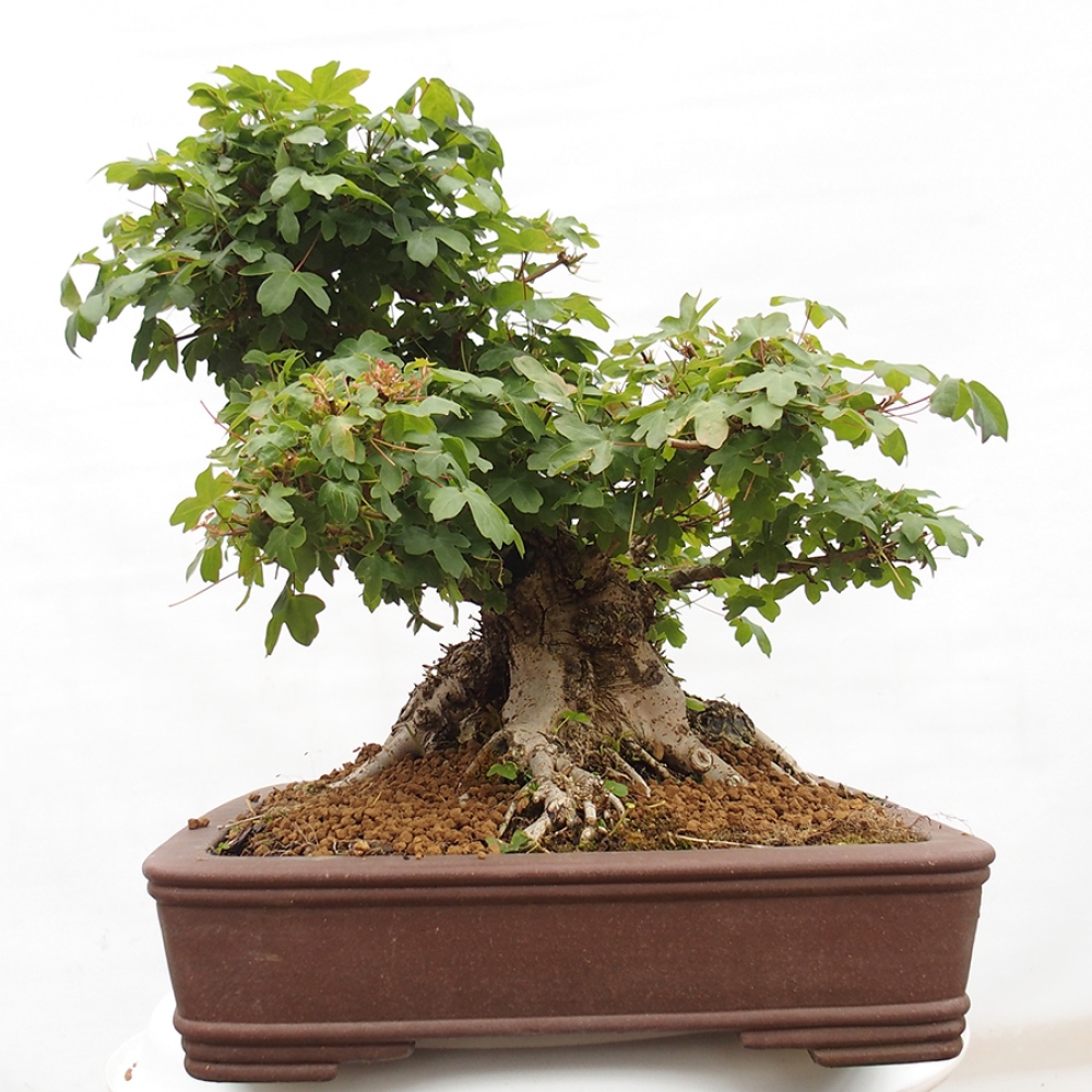 Bonsai zewnętrzne - Klon Francuski - Acer Nonspessulanum