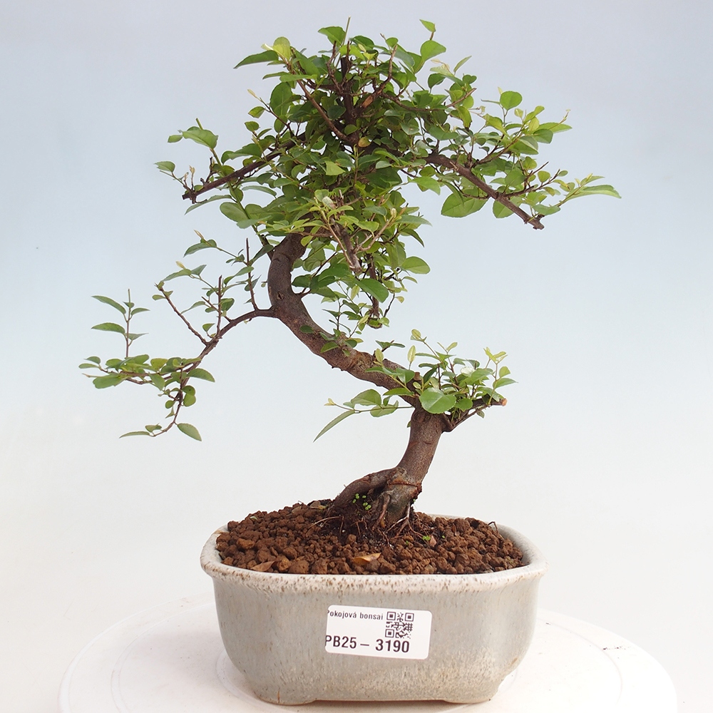 Bonsai wewnętrzne - Sagerécie thea - Sagerécie thea