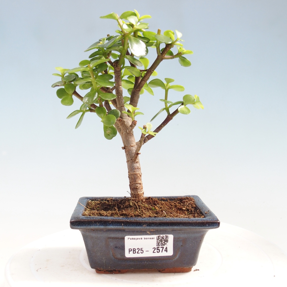 Kryty bonsai - Portulakaria Afra - Tlustice
