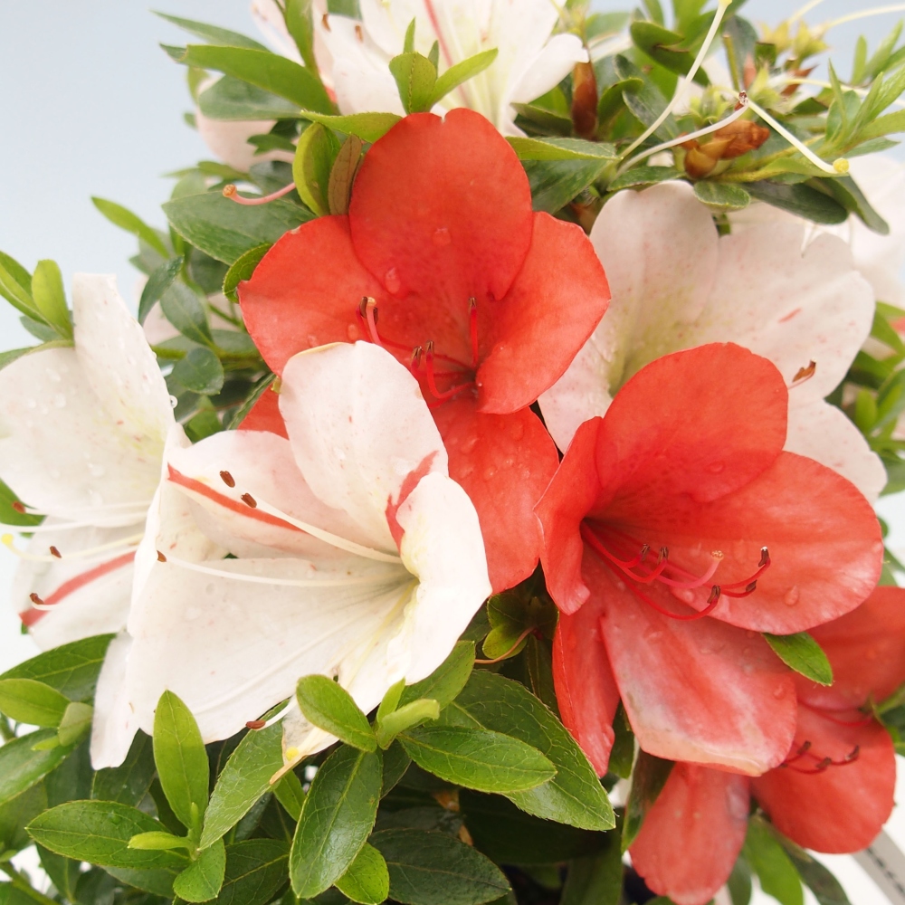 Bonsai ogrodowe - azalia japońska - Azalea Asazakura