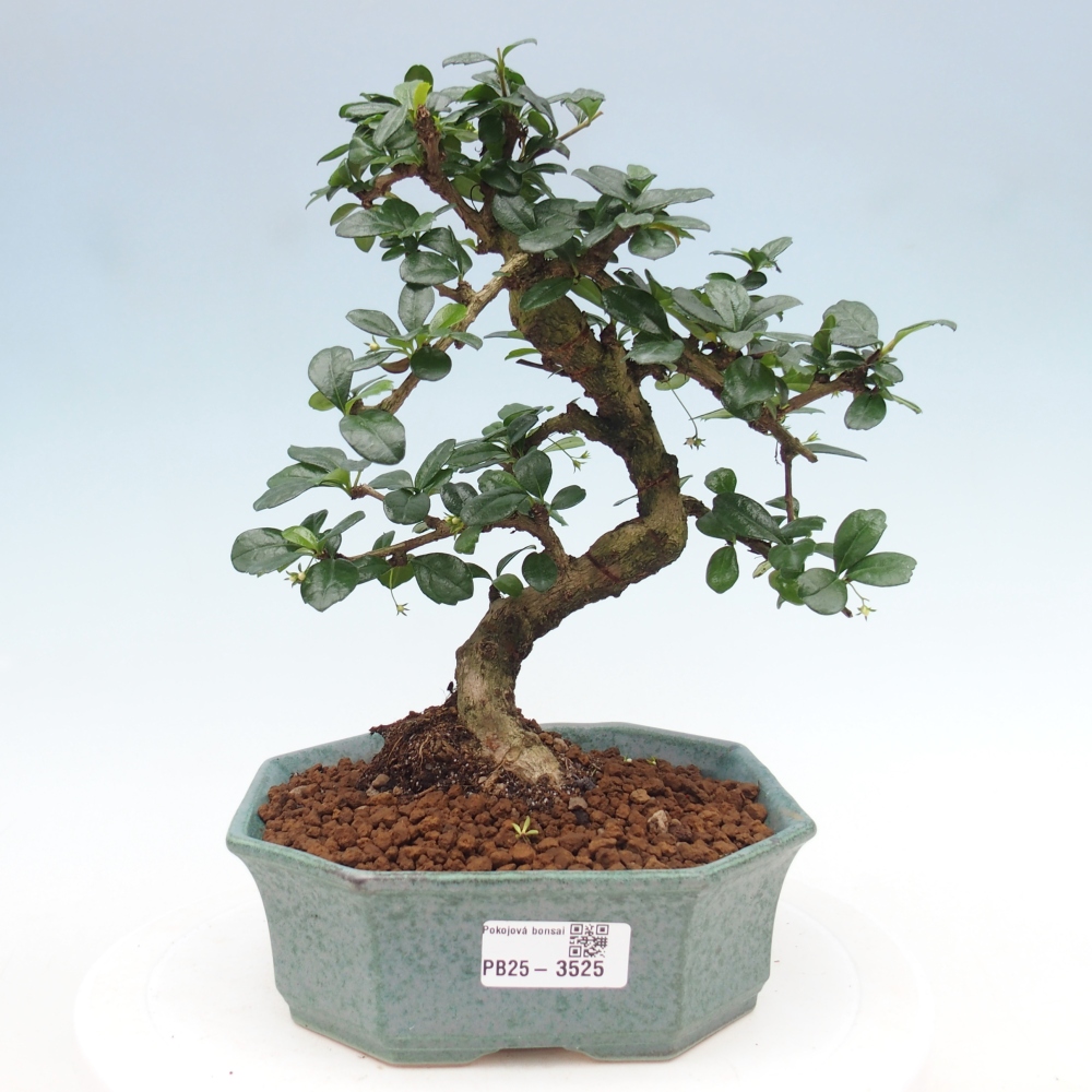 Bonsai pokojowe - Carmona macrophylla - Tea fuki