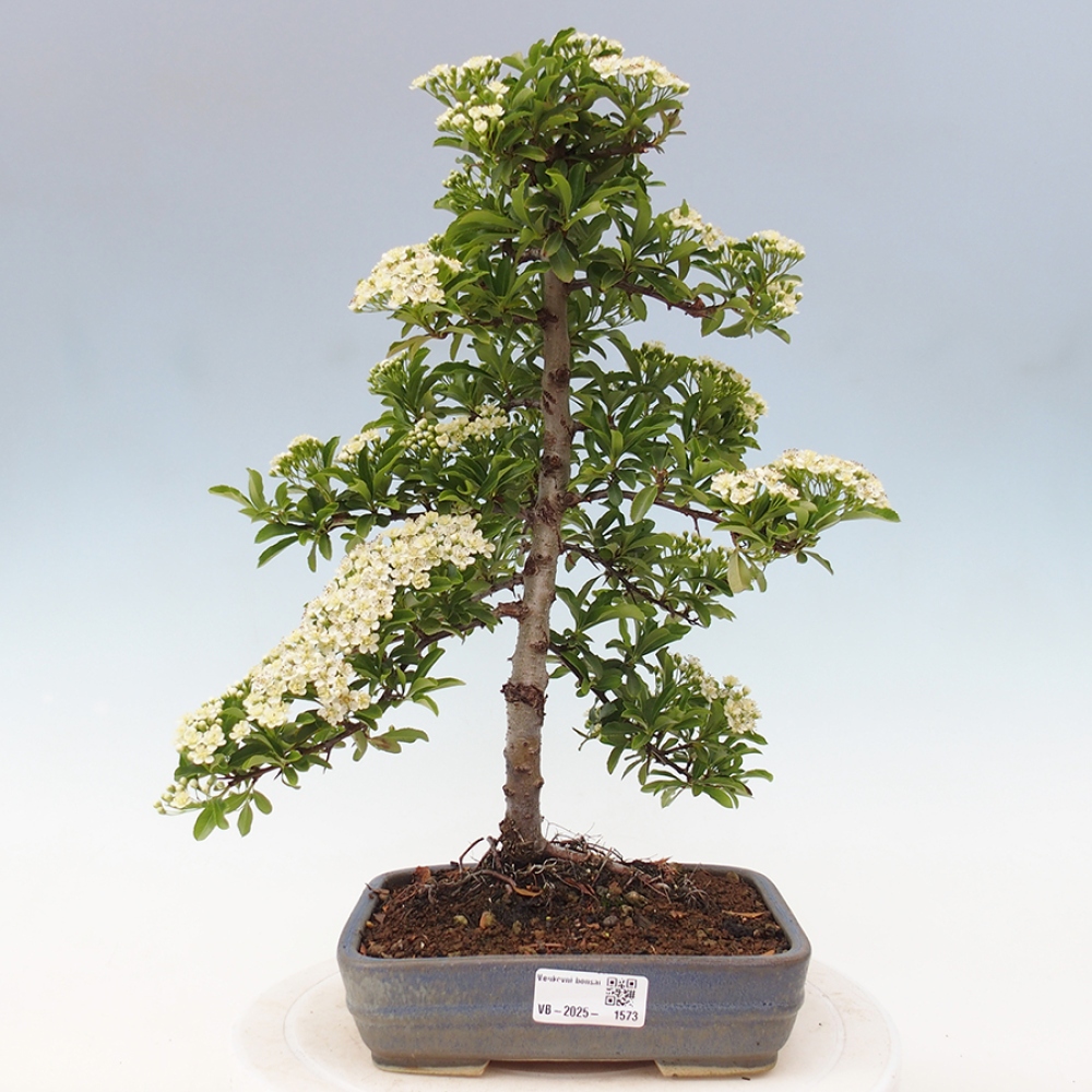 Outdoor Bonsai-Pyracanta Teton-Piekarnia
