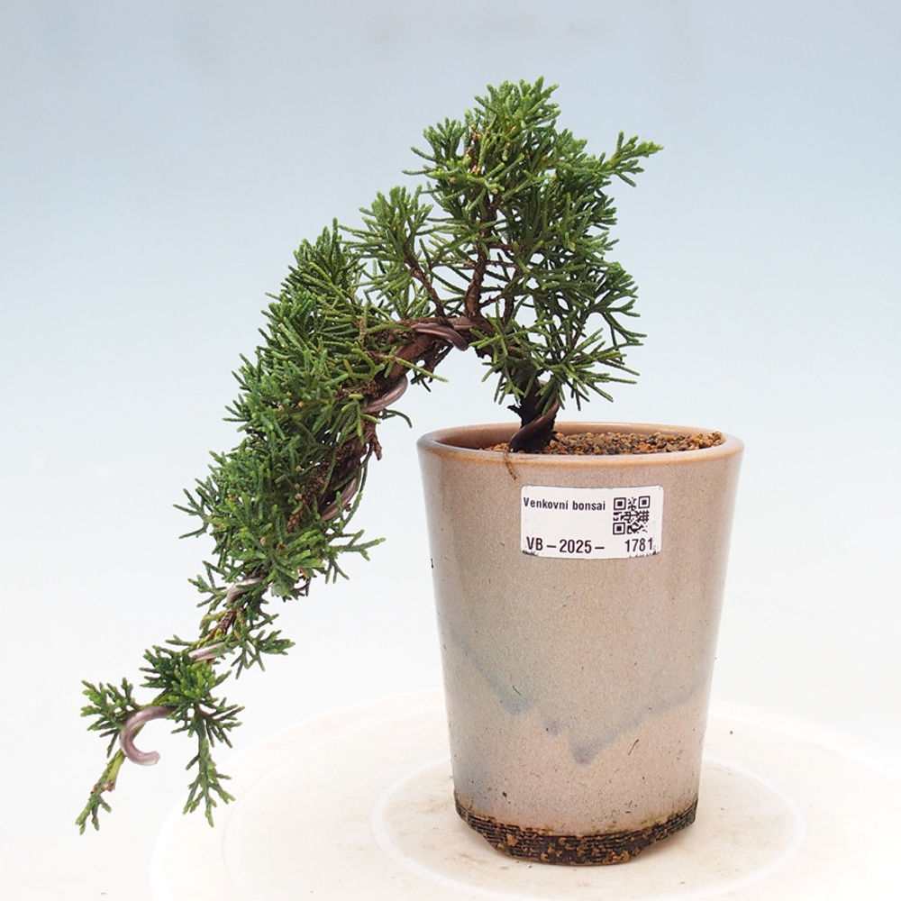 Bonsai zewnętrzne - Juniperus chinensis Kishu - Jałowiec chiński