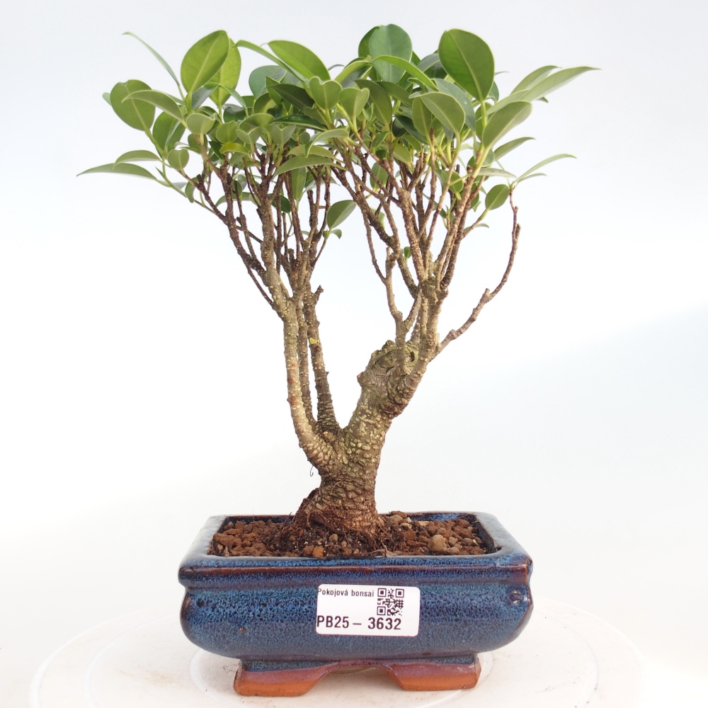 Bonsai wewnętrzne - Ficus retusa - figowiec drobnolistny