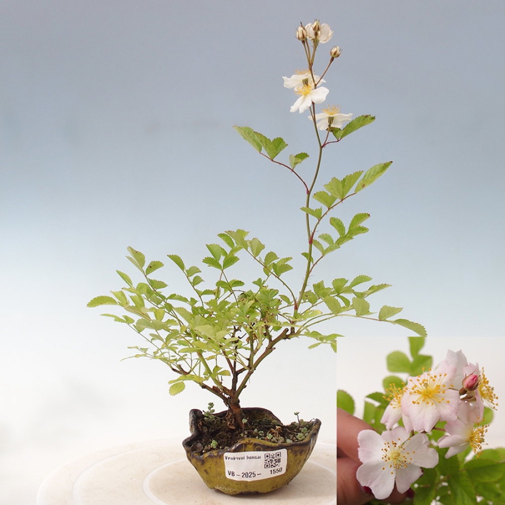 Bonsai na zewnątrz - Rosa sp. - róża drobnokwiatowa