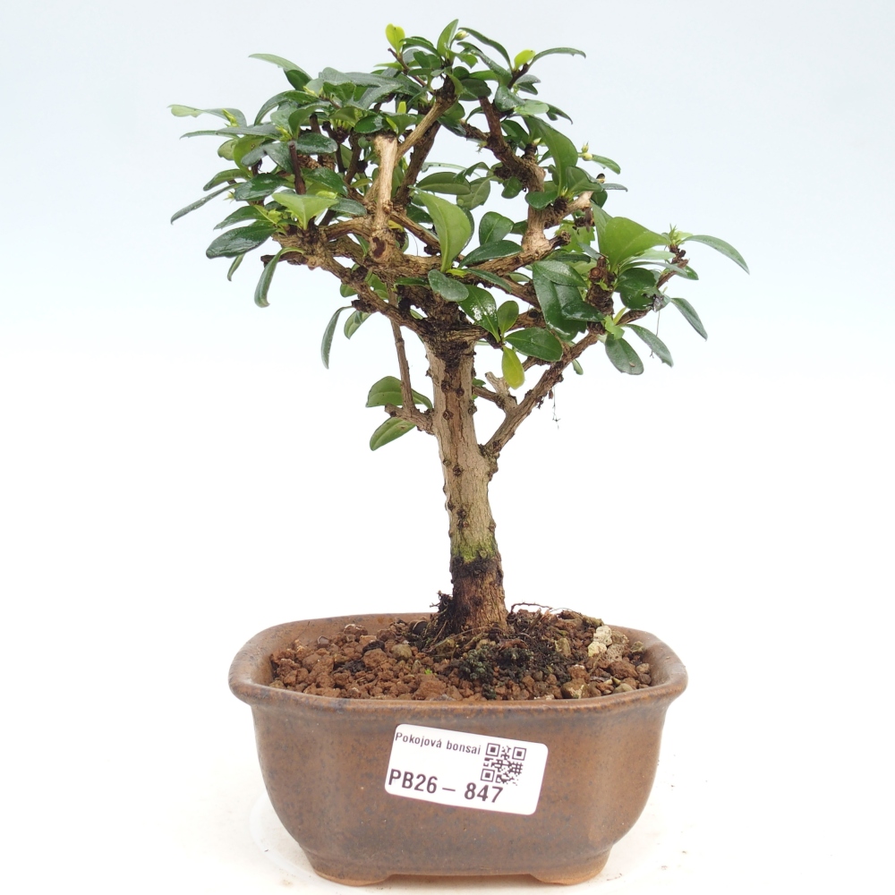 Bonsai pokojowe - Carmona macrophylla - Tea fuki