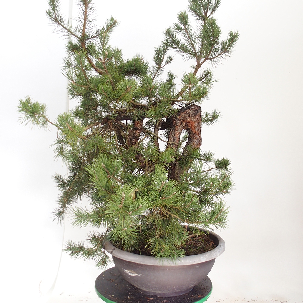 Yamadori - Pinus sylvestris Hiszpania