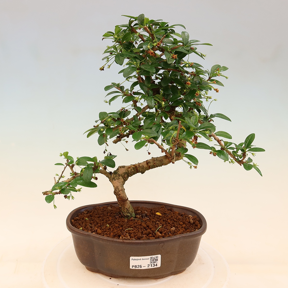 Bonsai pokojowe - Carmona macrophylla - Tea fuki