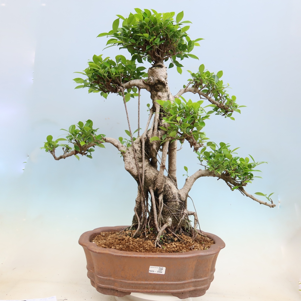 Pokój bonsai - Ficus kimmen - figowiec drobnolistny