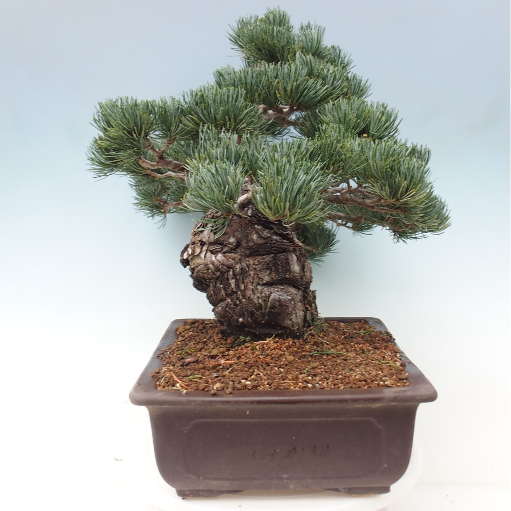Outdoor bonsai - Pinus parviflora - Mała sosna