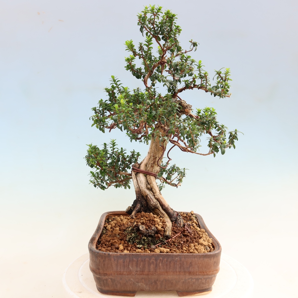 Bonsai pokojowe – Myrtus communis – mirt pospolity