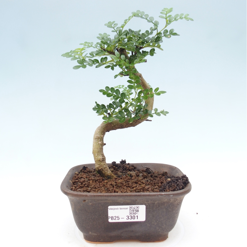 Bonsai do wnętrz - Zantoxylum piperitum - Mięta pieprzowa