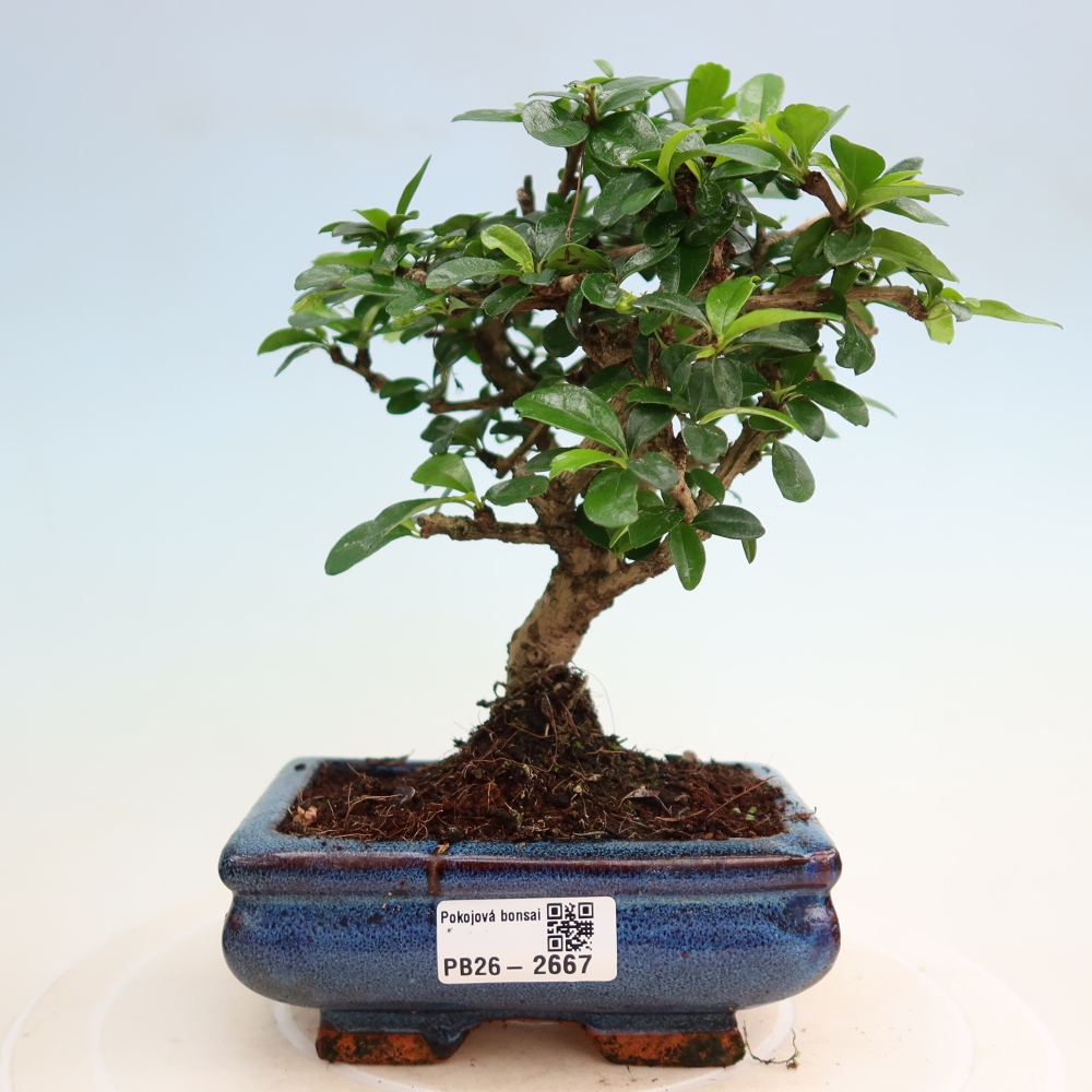 Bonsai pokojowe - Carmona macrophylla - Tea fuki