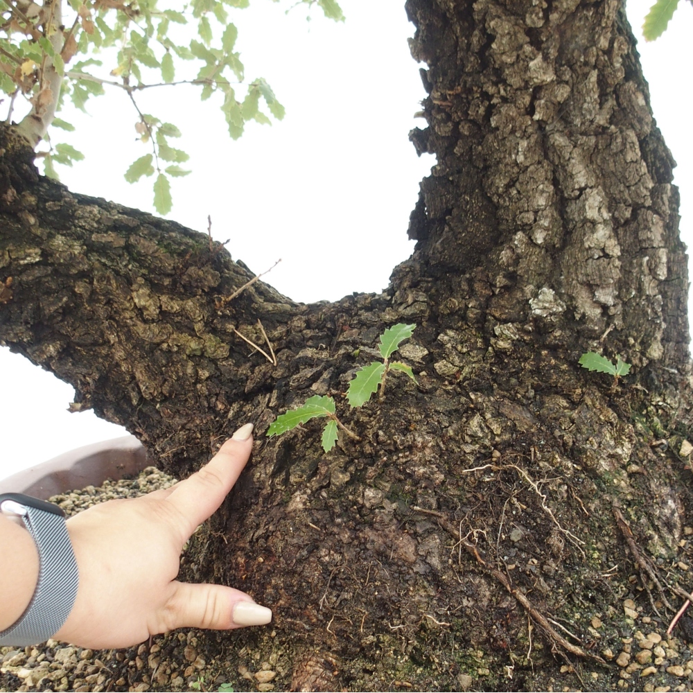 Yamadori - Quercus Ilex - Dąb ostrokrzewowy