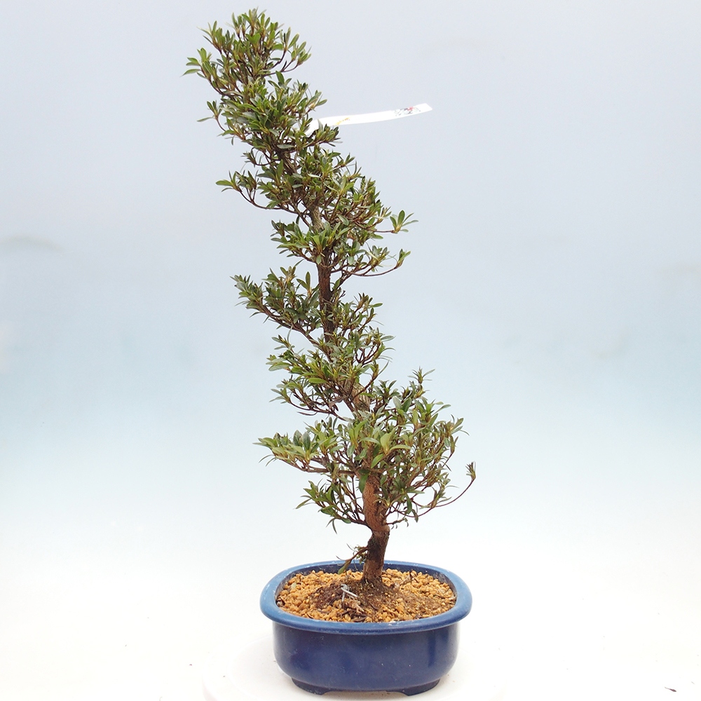Bonsai zewnętrzne - Azalia japońska - Azalia Hakurin