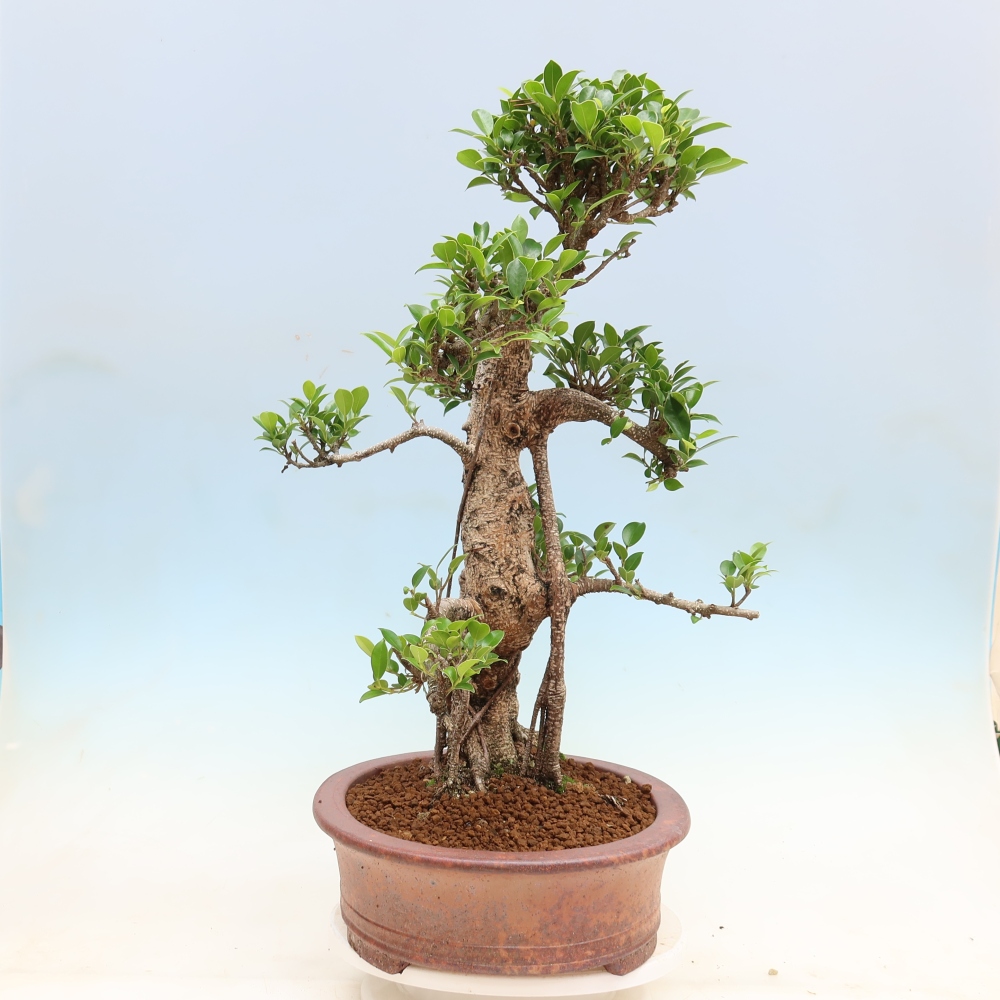 Pokój bonsai - Ficus kimmen - figowiec drobnolistny