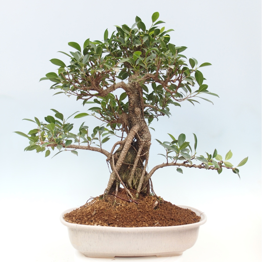 Bonsai pokojowe - Ficus kimmen - figowiec drobnolistny - WYŁĄCZNIE ODBIÓR OSOBISTY lub transport paletowy