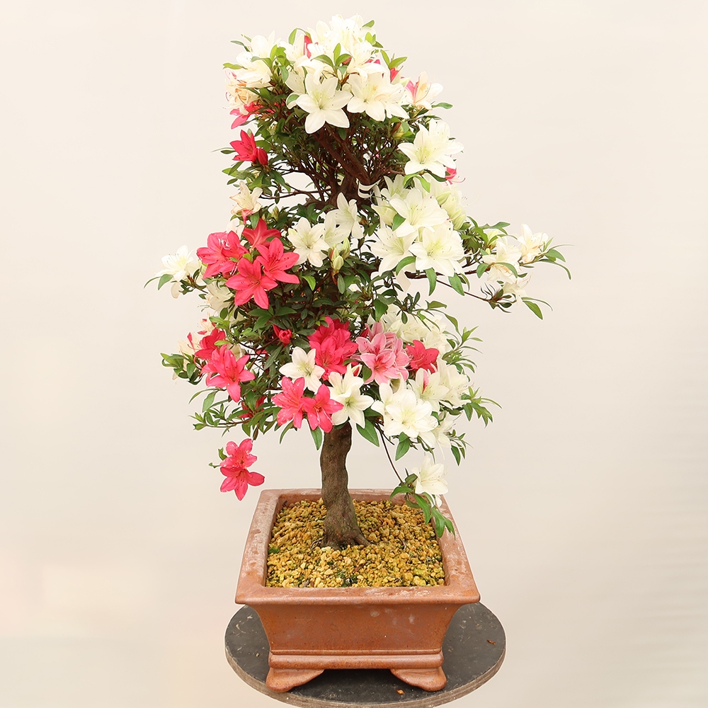 Bonsai zewnętrzne - Azalia japońska - Azalia CHIHIRO