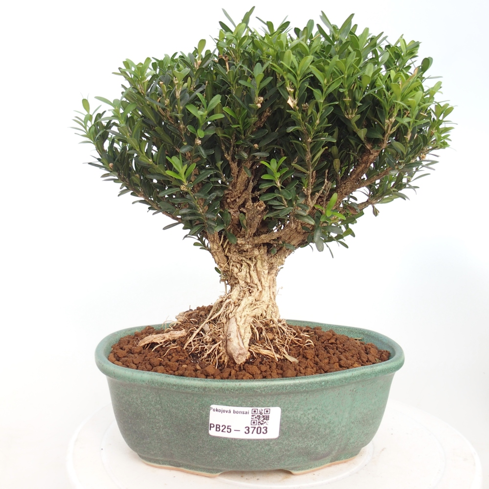 Kryty bonsai - Buxus harlandii - Bukszpan korkowy