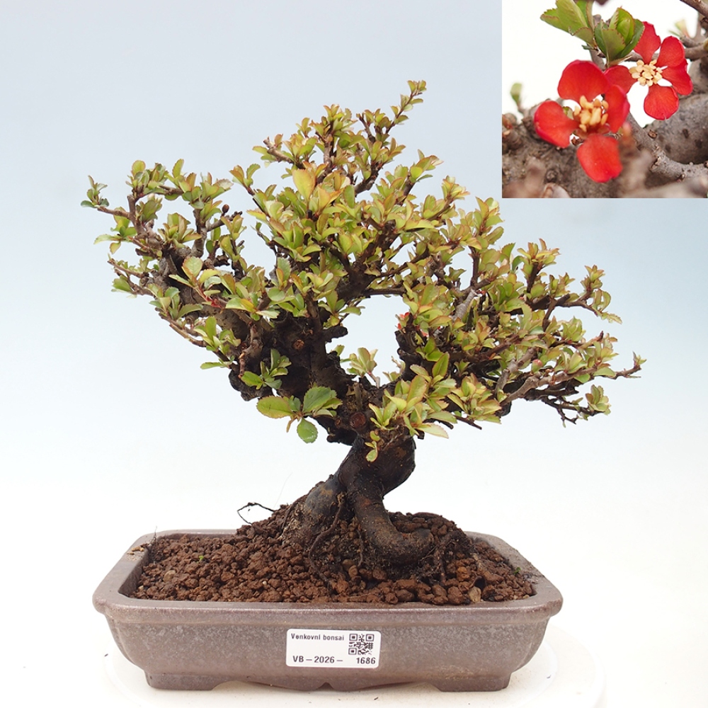 Bonsai zewnętrzne - Chaneomeles speciosa - Pigwa