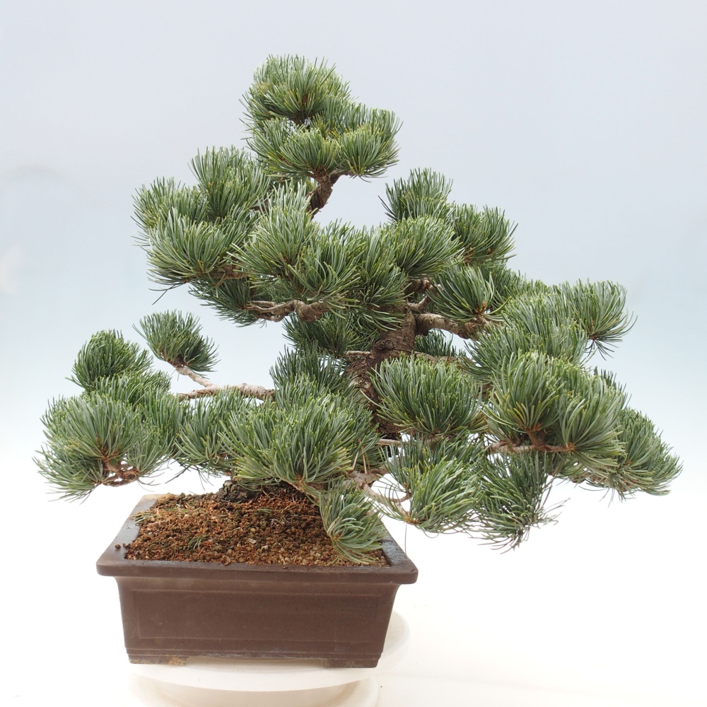 Outdoor bonsai - Pinus parviflora - Mała sosna