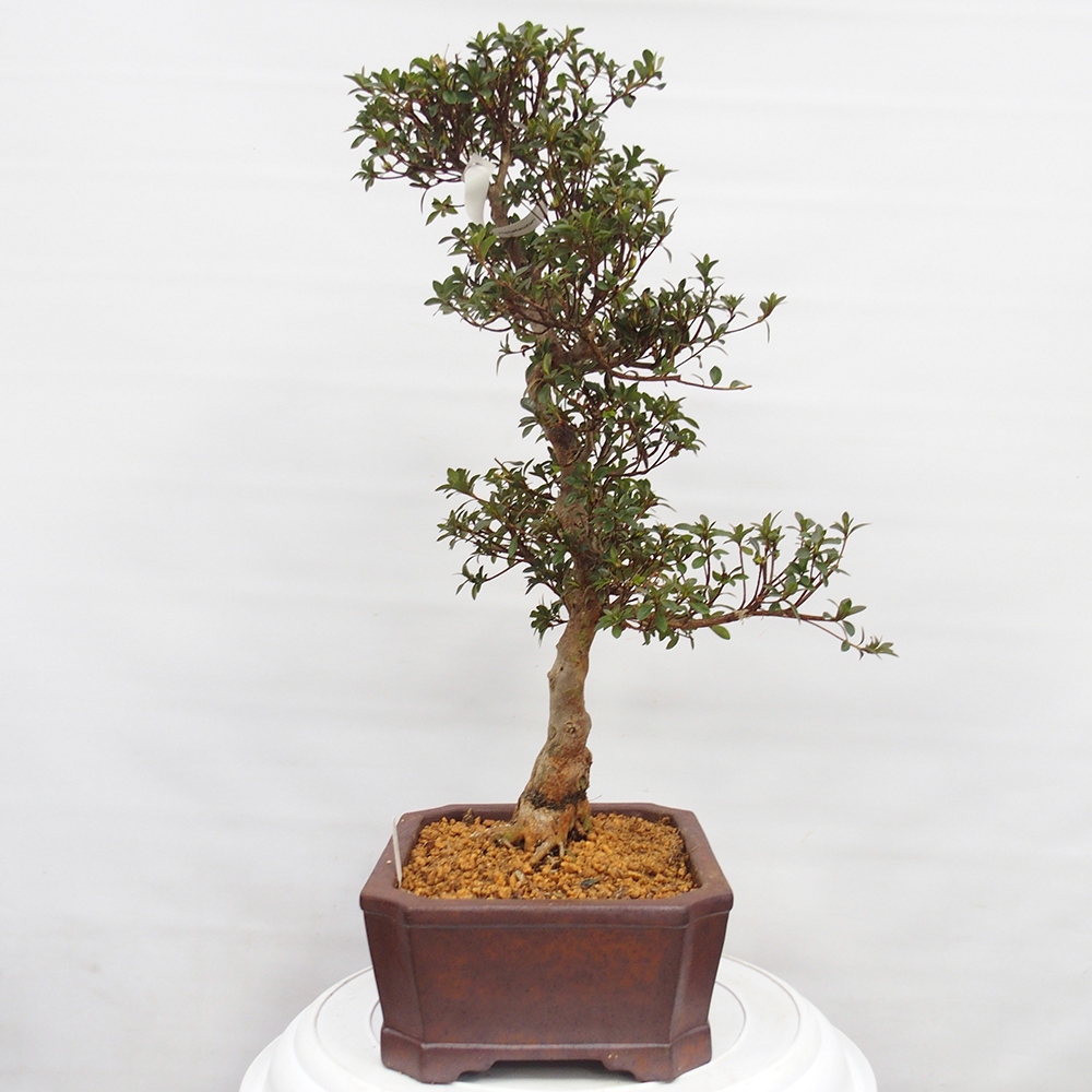Bonsai zewnętrzne - Azalia japońska - Azalia Hanatsuzuri