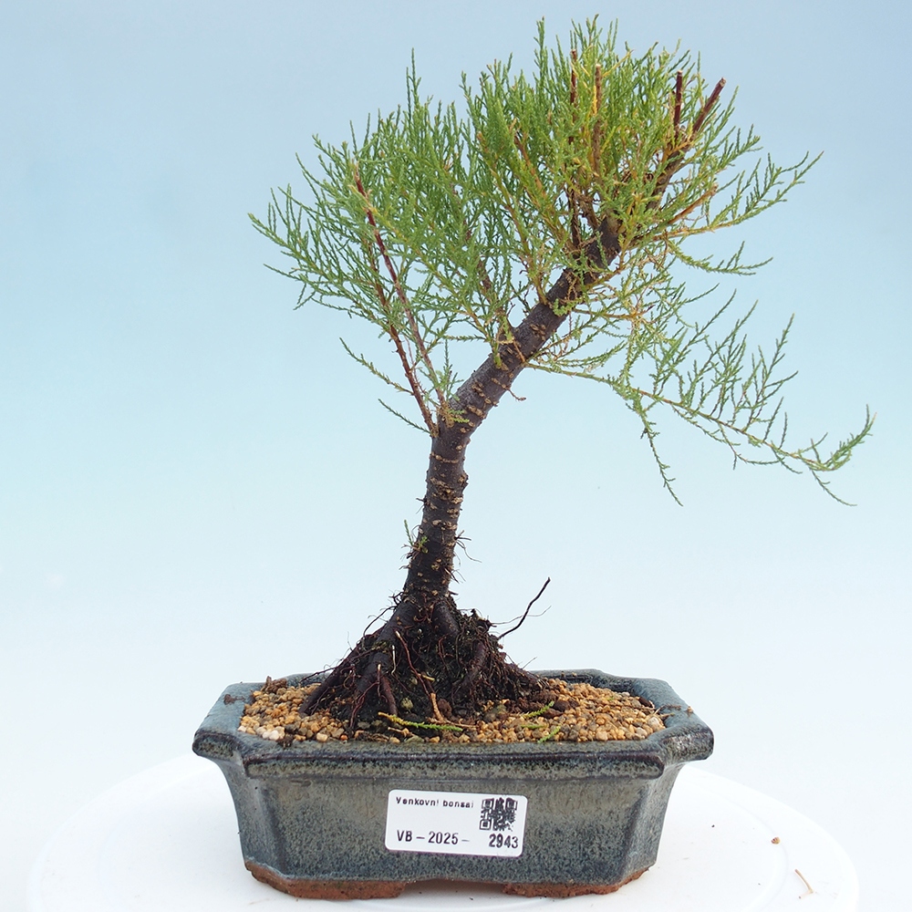 Bonsai na zewnątrz - Tamarix - Tamarix