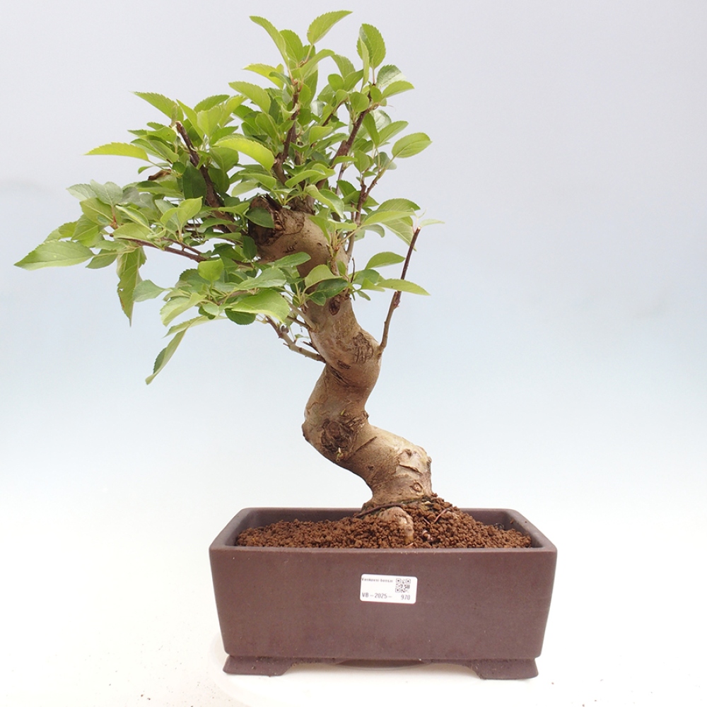 Bonsai plenerowe - Malus Halliana - Jabłoń drobnoowocowa