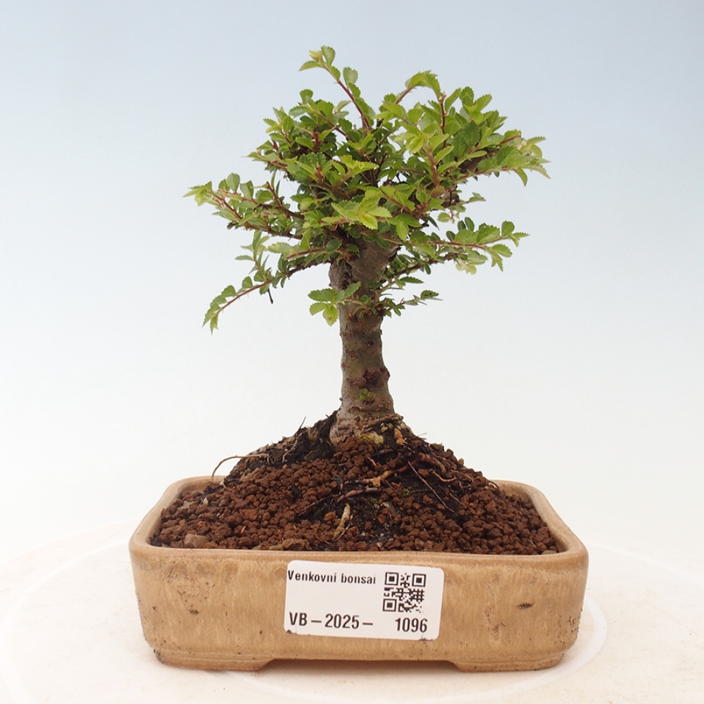 Bonsai zewnętrzne - Ulmus parvifolia Sagei - Wiąz drobnolistny