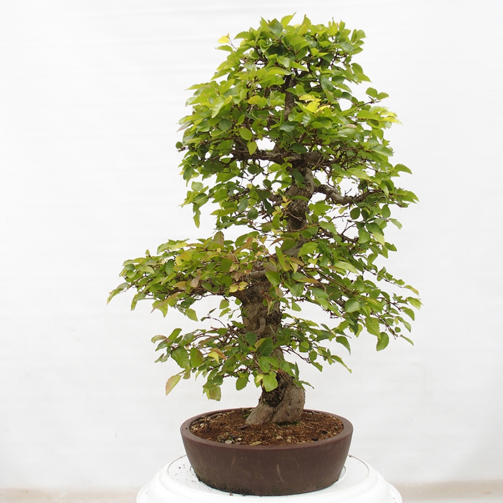 Bonsai zewnętrzne -Carpinus CARPINOIDES - grab koreański