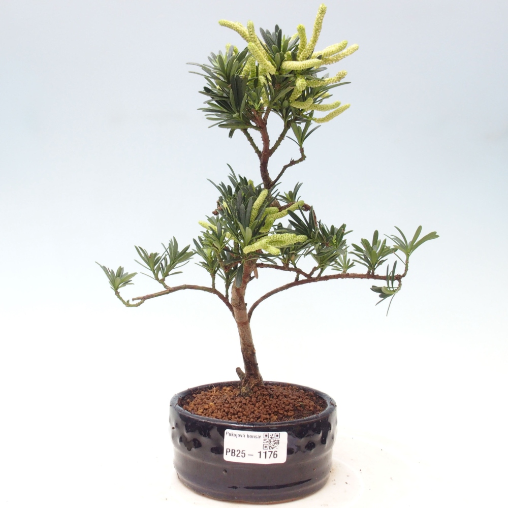 Kryty bonsai - Podocarpus - Kamień tys