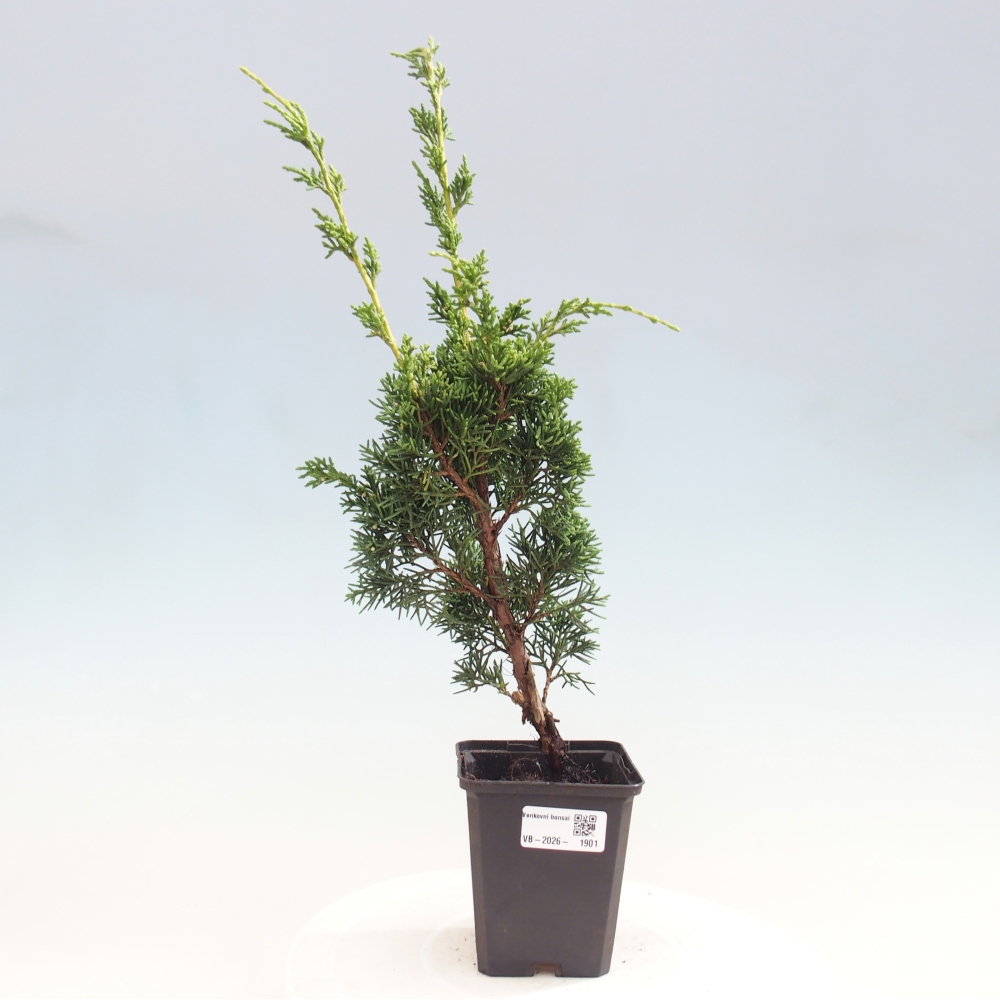Outdoor bonsai - Juniperus chinensis Kishu