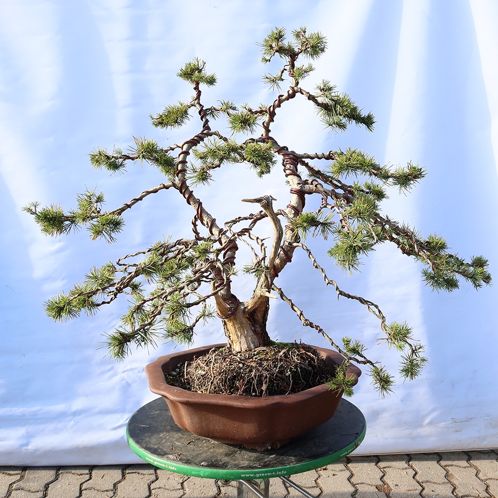 Pinus sylvestris Hiszpania – sosna zwyczajna