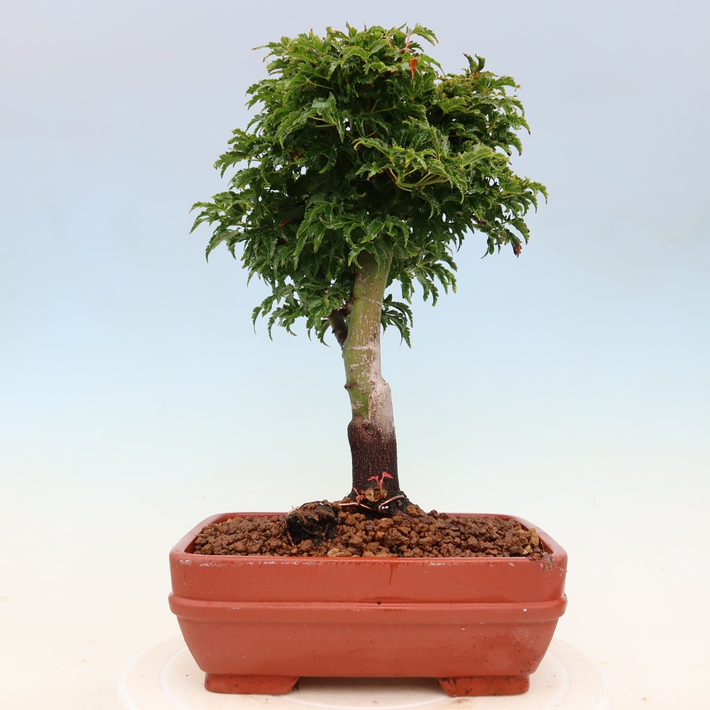 Outdoor bonsai - palma jaworowa Acer palmatum Shishigashira