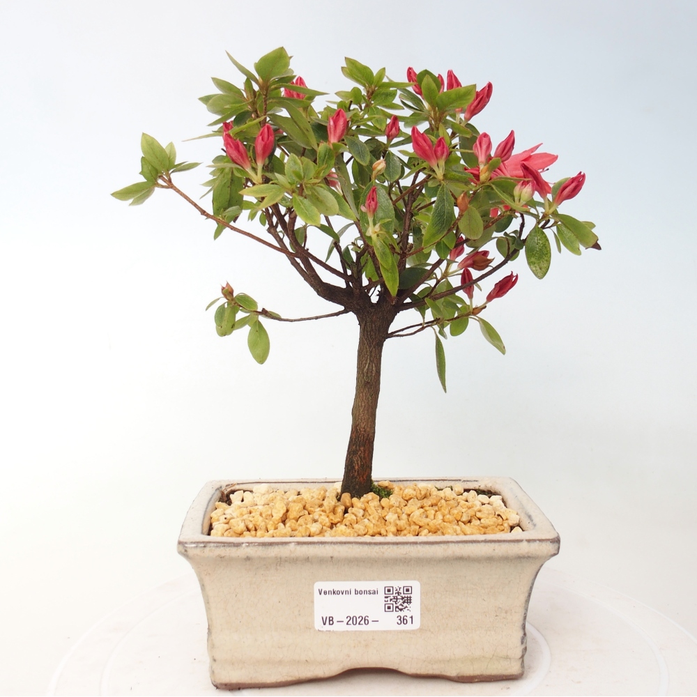 Outdoor bonsai - Azalia japońska - Azalea sp.