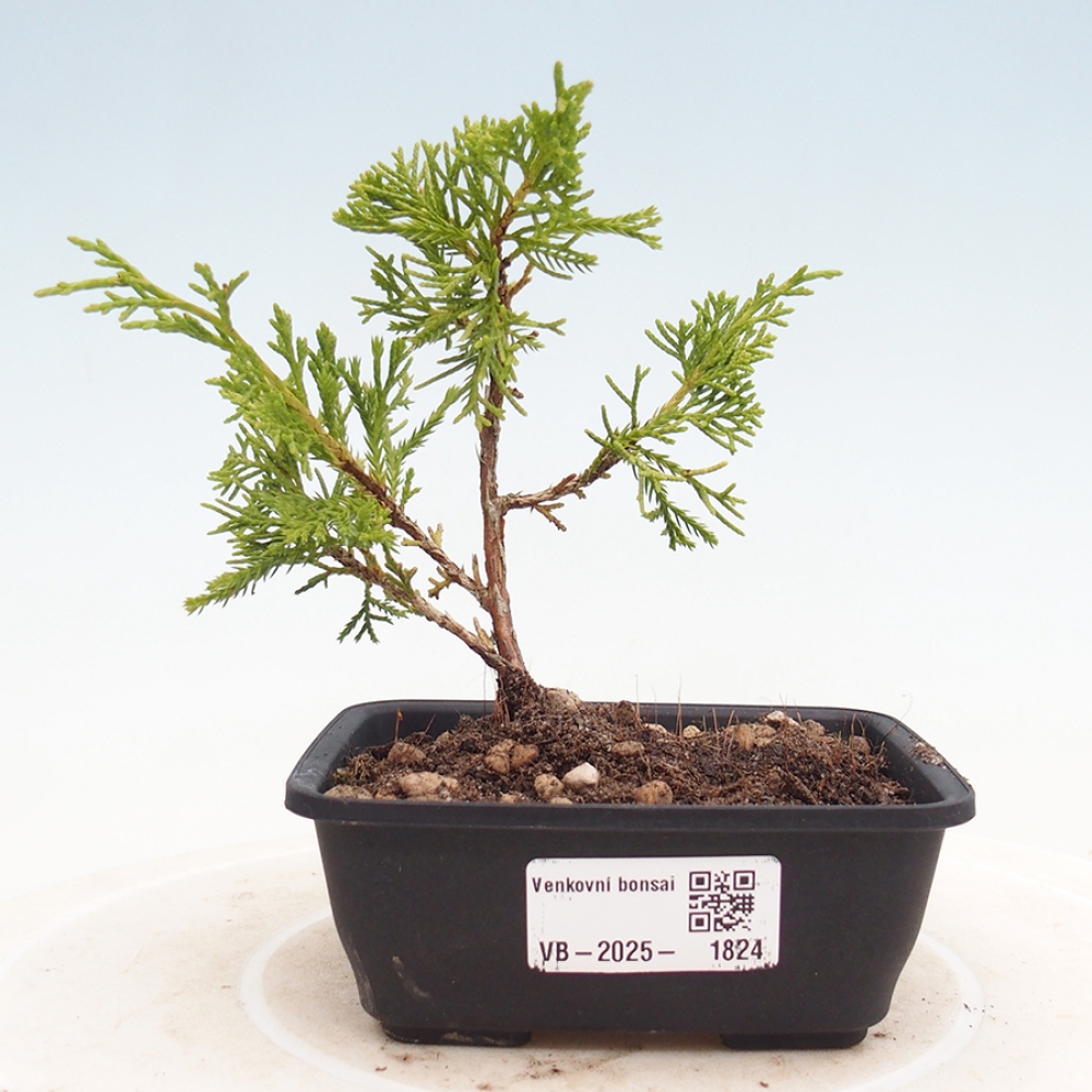 Outdoor bonsai - Juniperus chinensis Itoigawa - Jałowiec chiński
