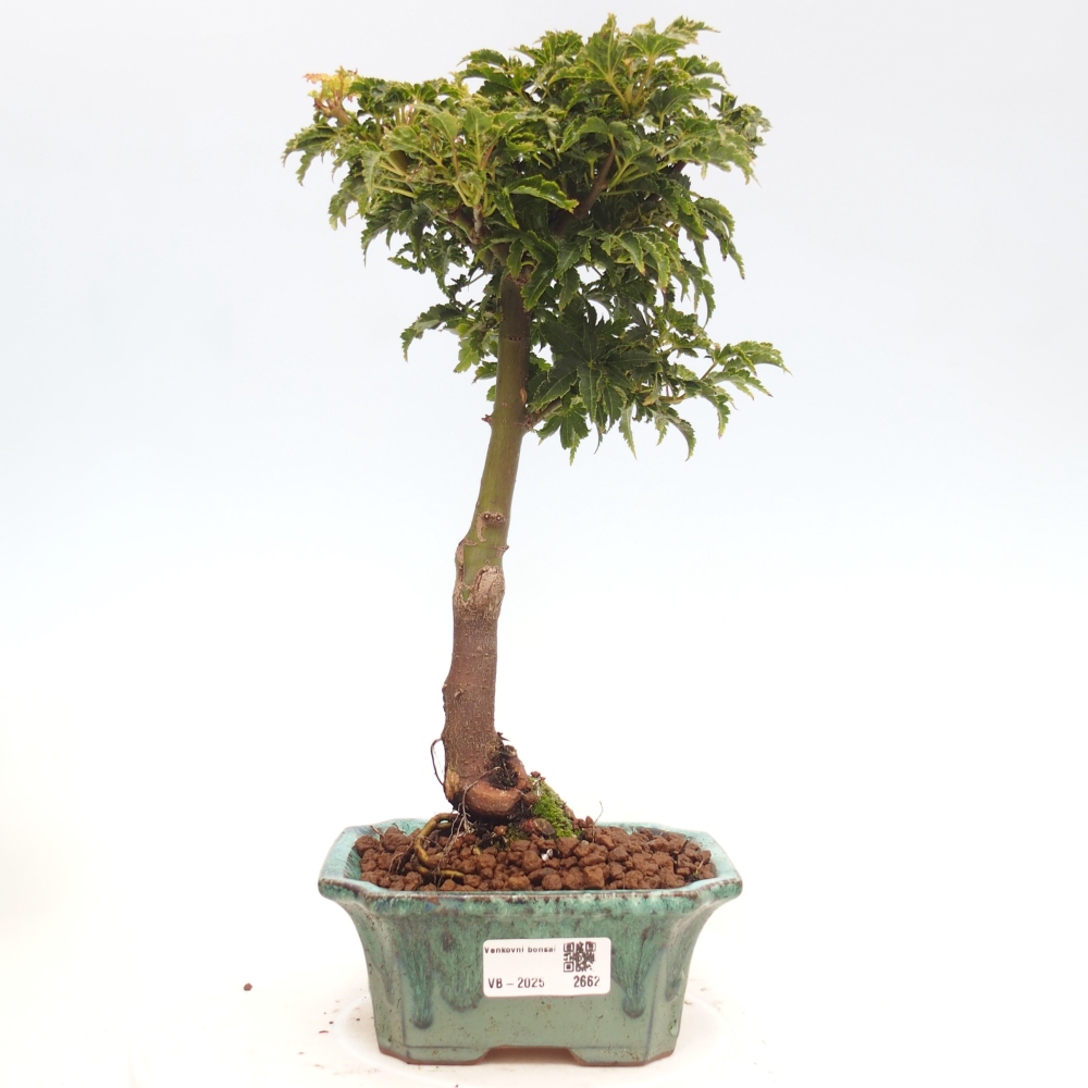 Bonsai zewnętrzne - klon Acer palmatum Shishigashira