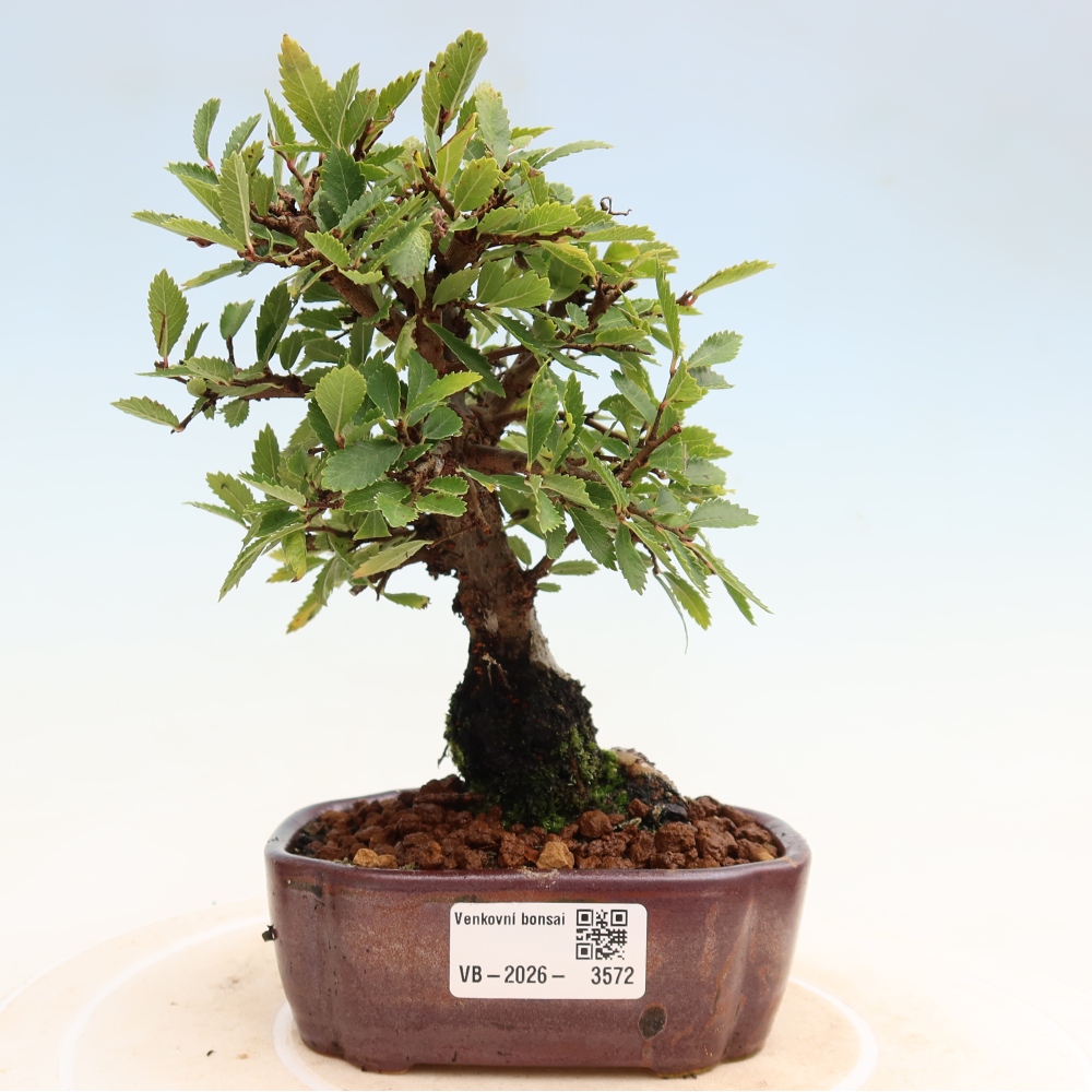 Bonsai zewnętrzne - Zelkova - Zelkova NIRE