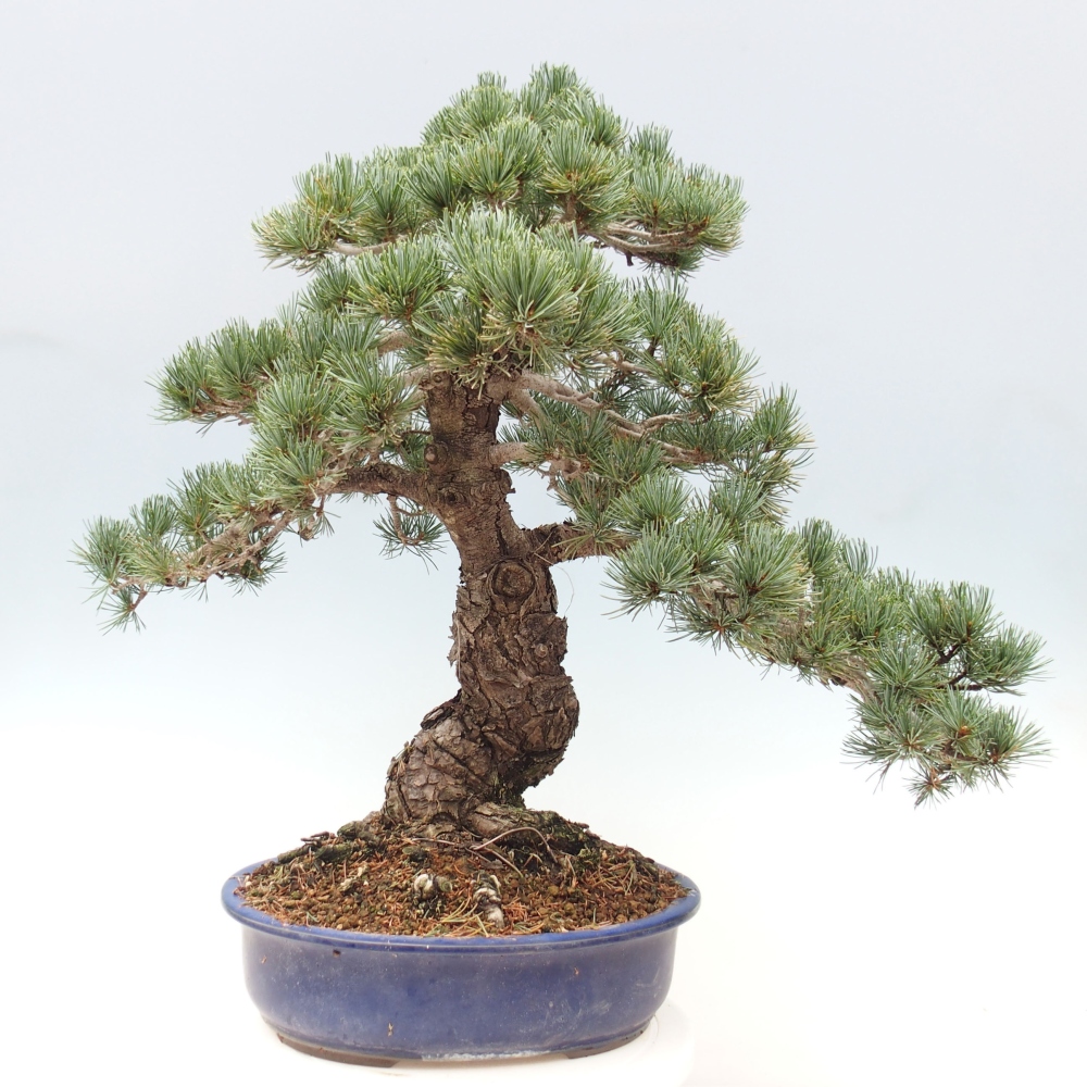 Outdoor bonsai - Pinus parviflora - Mała sosna